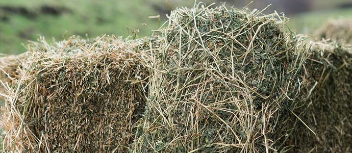 Нийт 1.5 сая тонн байгалийн хадлан бэлтгэнэ